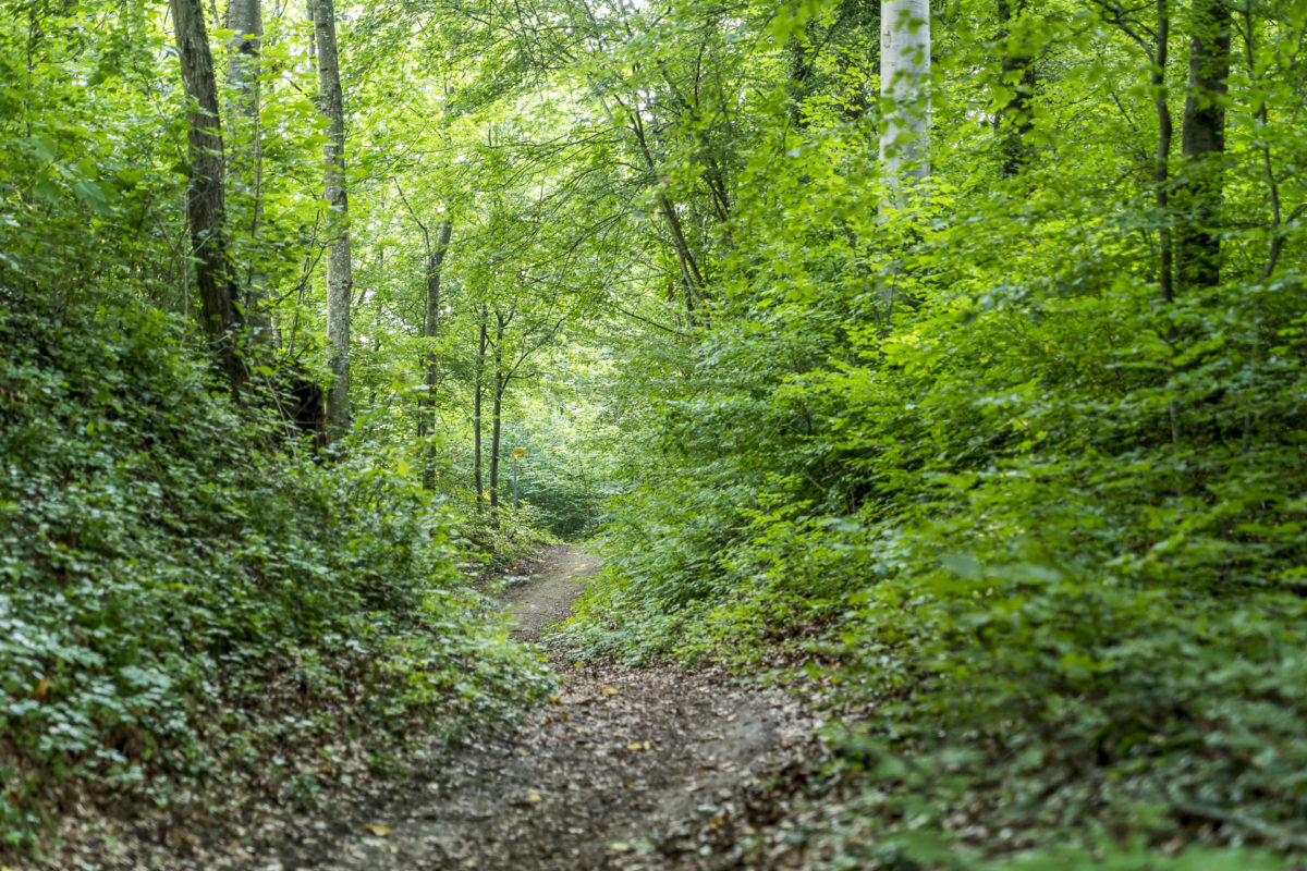 Wald Thurgauer Seerücken