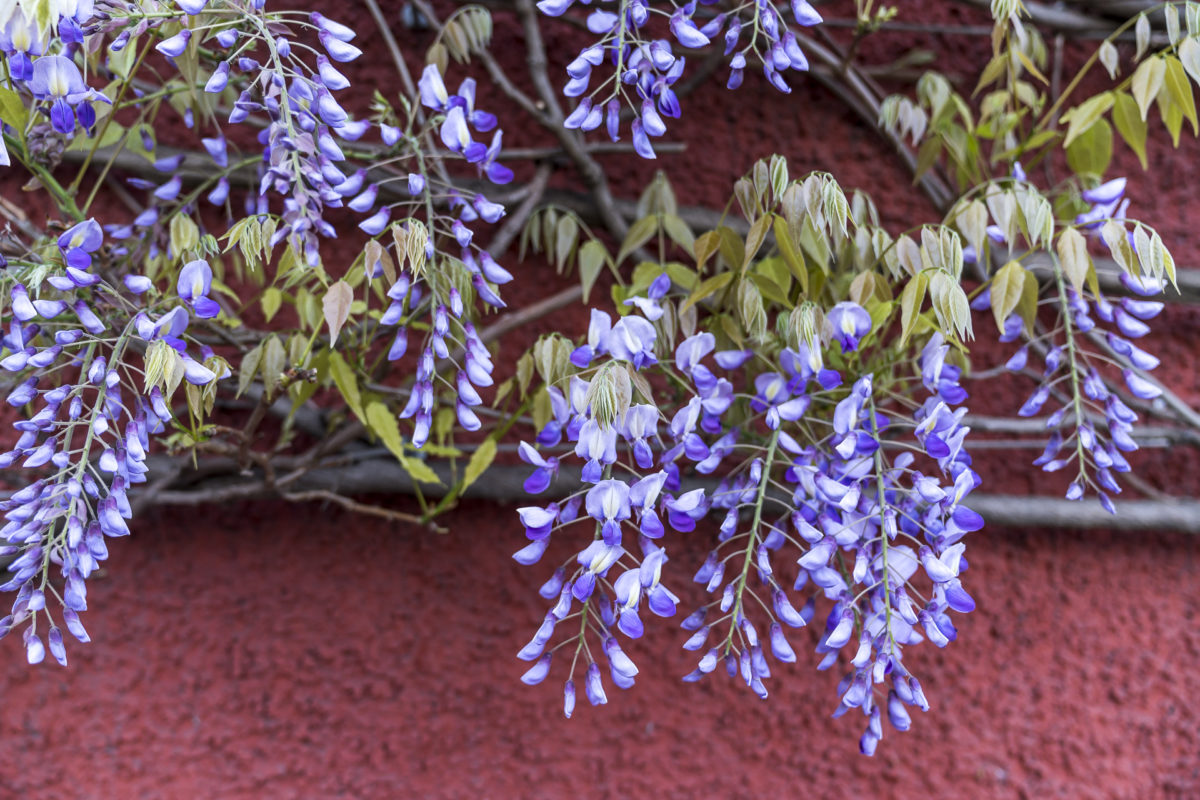 Frühling Wipkingen