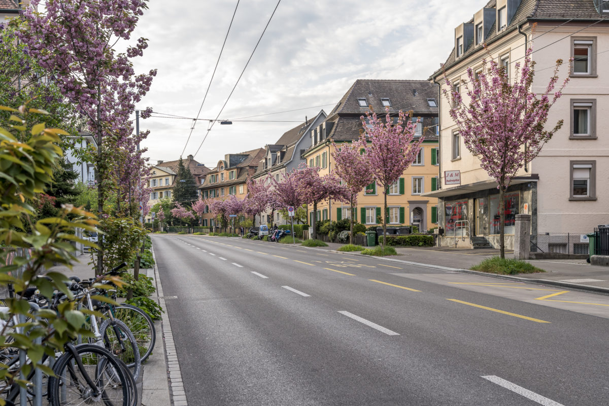 Wipkingen Kirschblüte