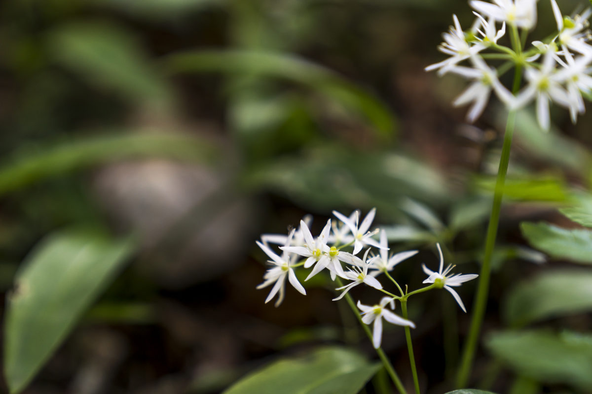 Bärlauch Blüte