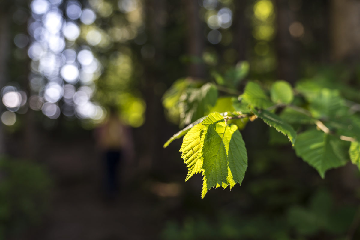 Detail Wald Blatt