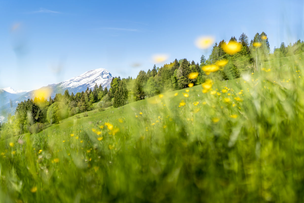 Frühling im Prättigau