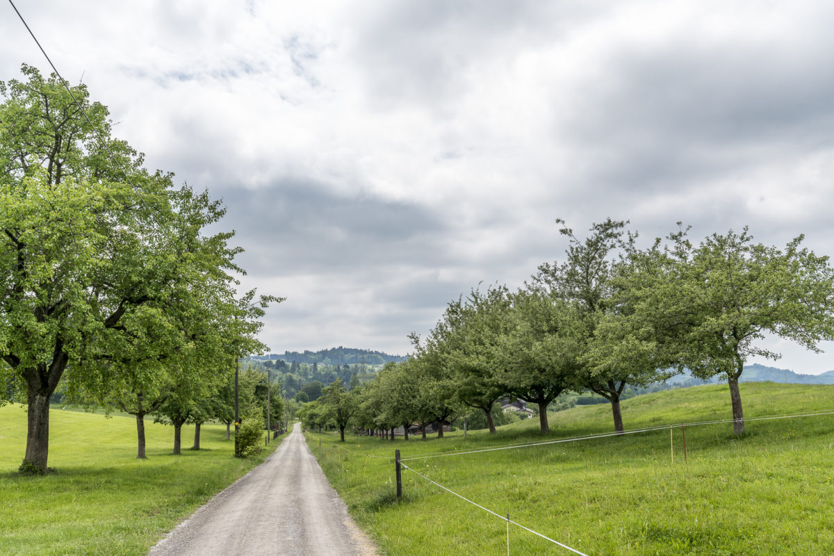 Gossau - Flawil Wandern