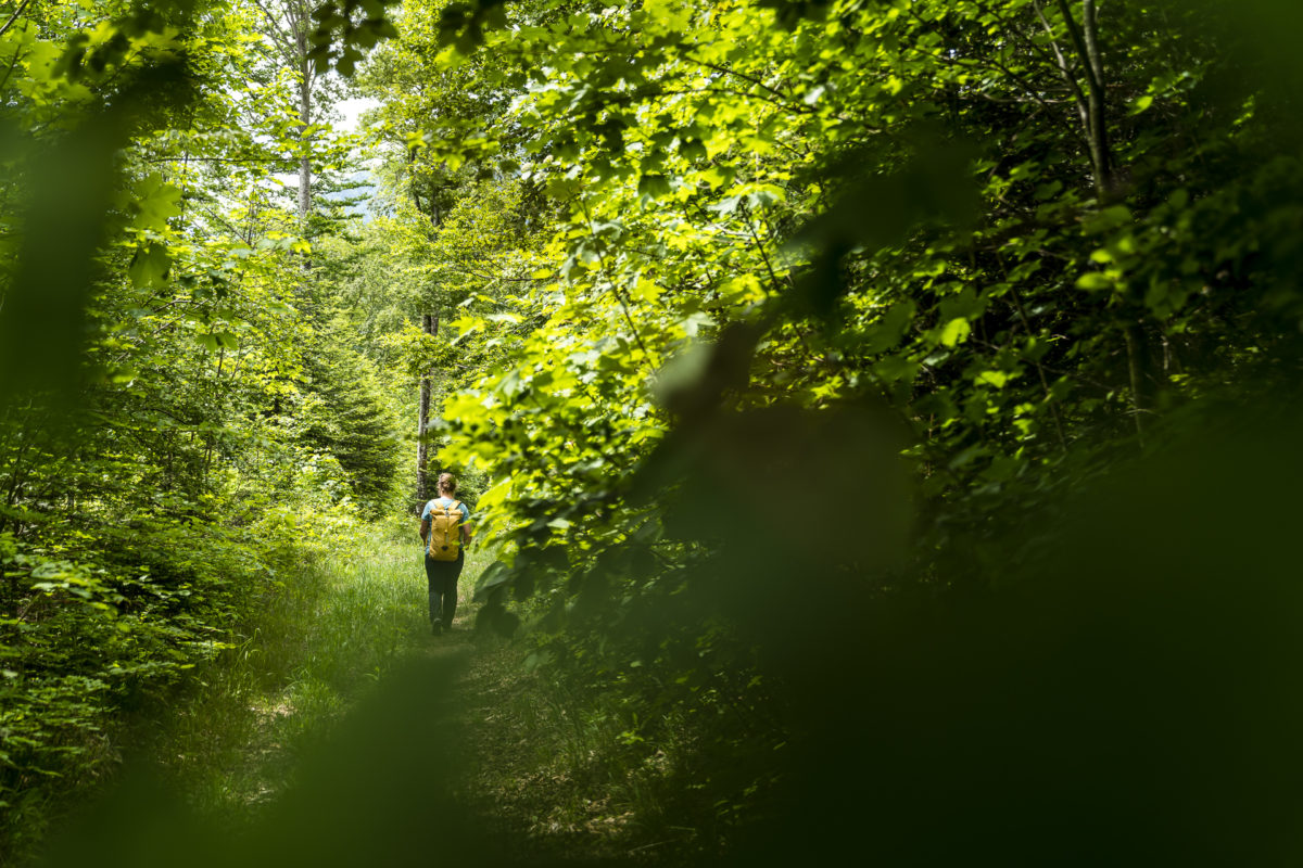 Jura-Höhenweg Waldweg