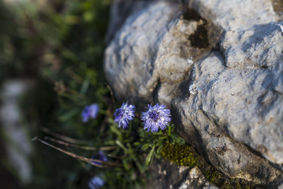 Karst Blumen