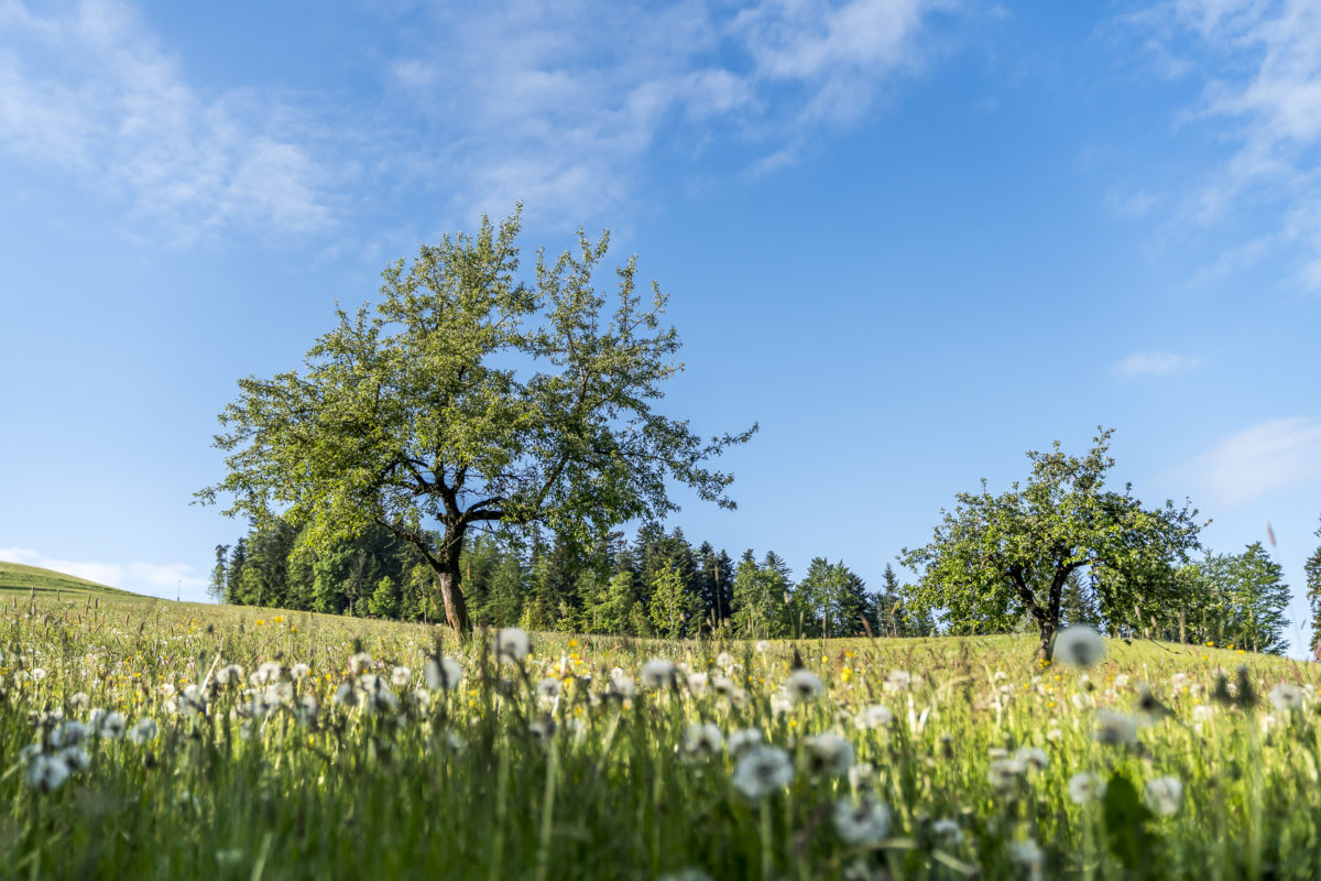 Landschaft Toggenburg