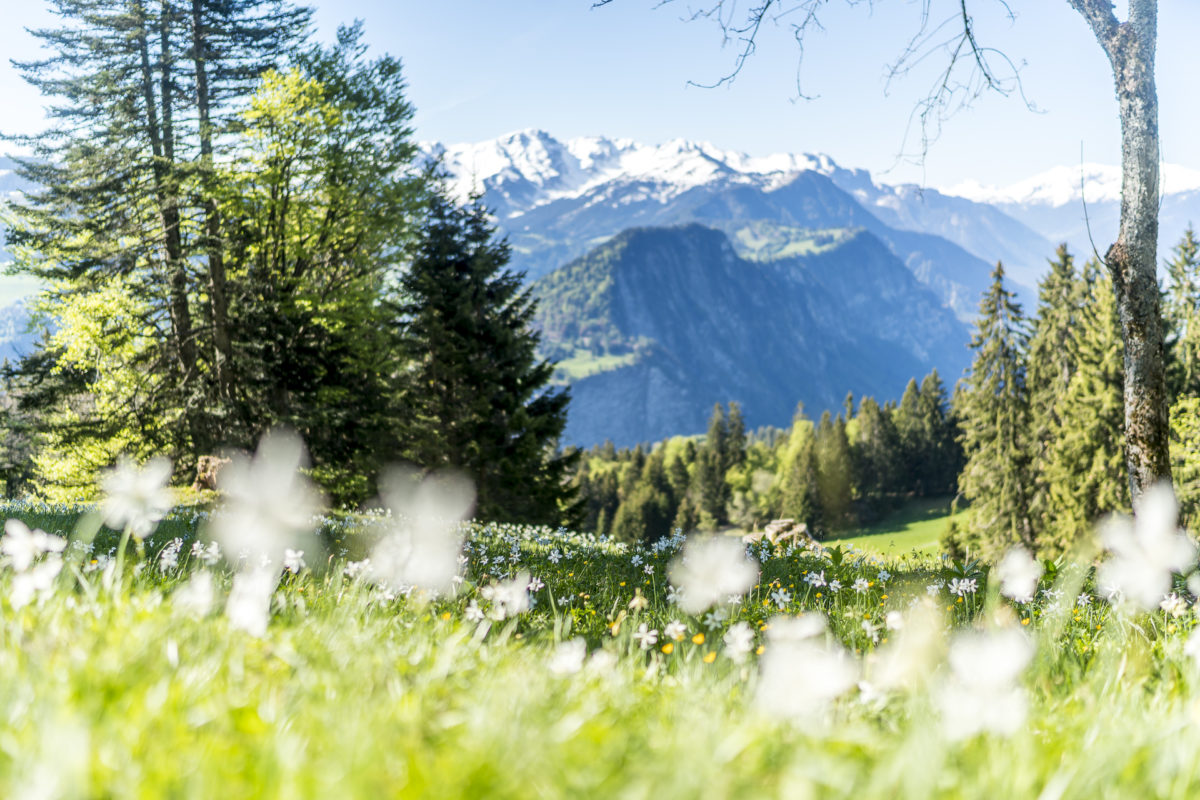 Narzissenwiesen Seewis