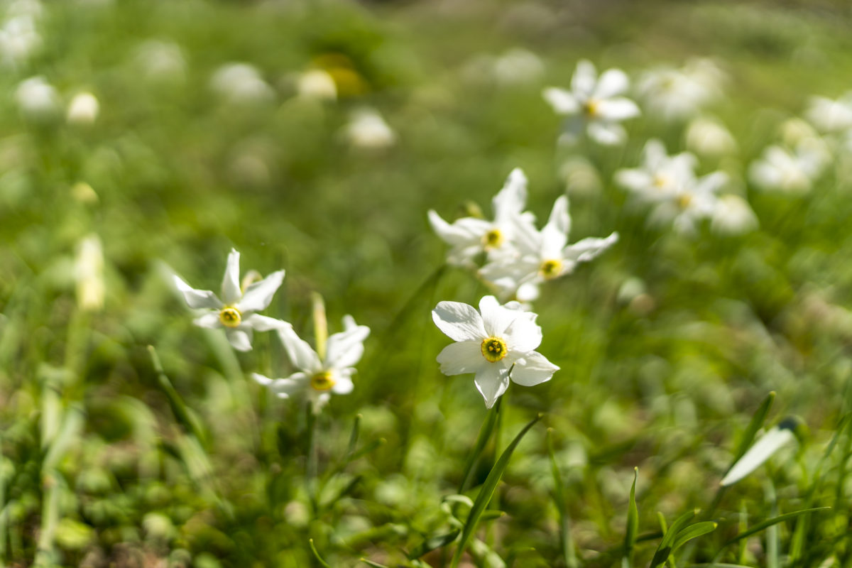 Narzissenblüte Graubünden