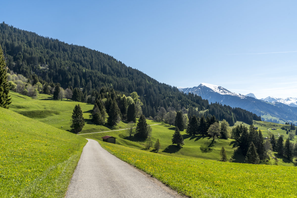 Narzissenwanderung Seewis Prättigau