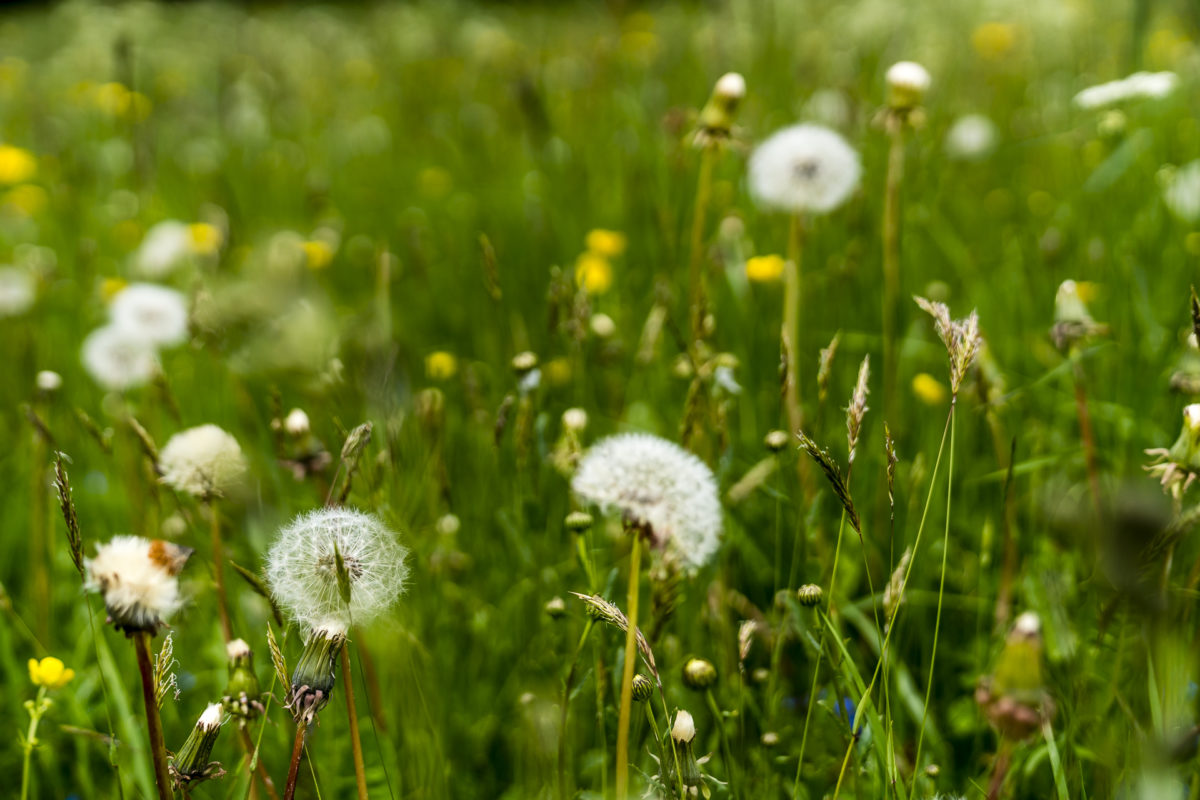 Sommerwiese Details