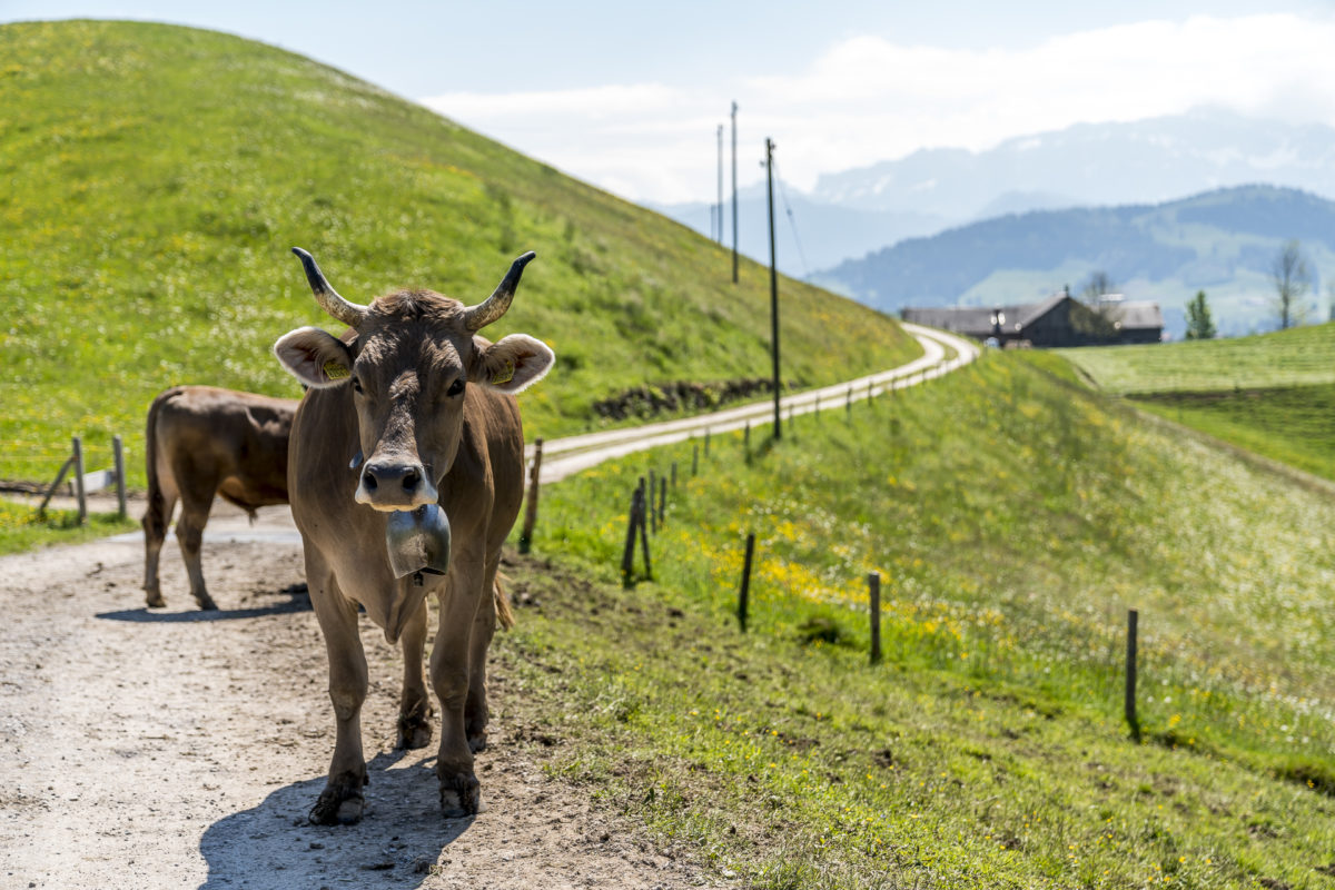 Toggenburg Kühe