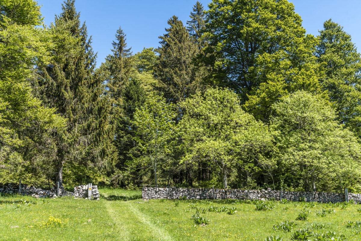 Waadtländer Jura