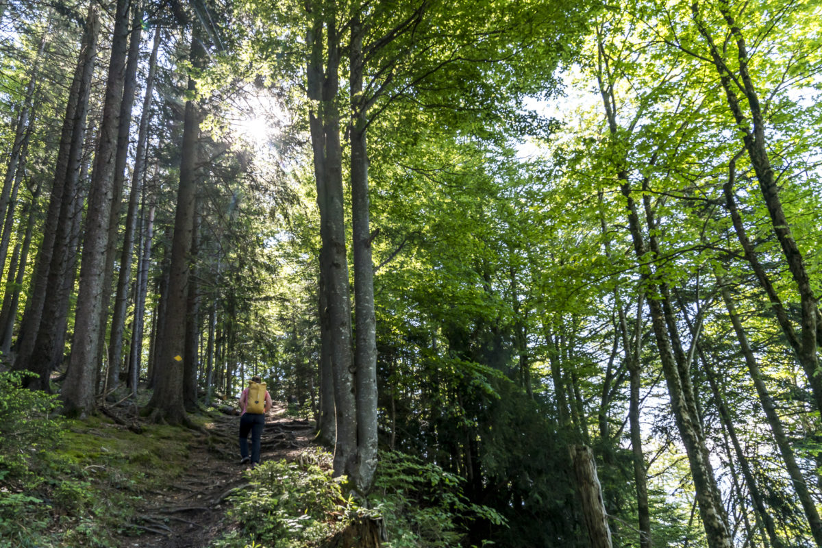 Wald Toggenburg