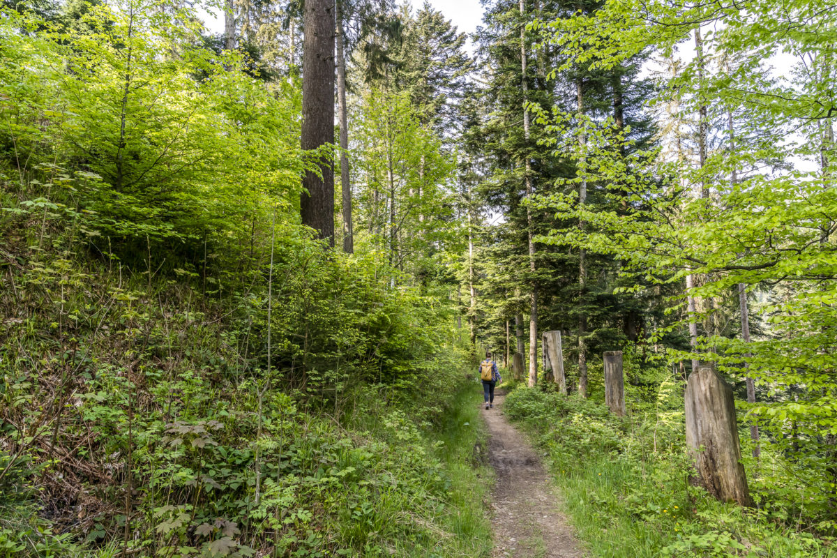 Waldweg Tösstal