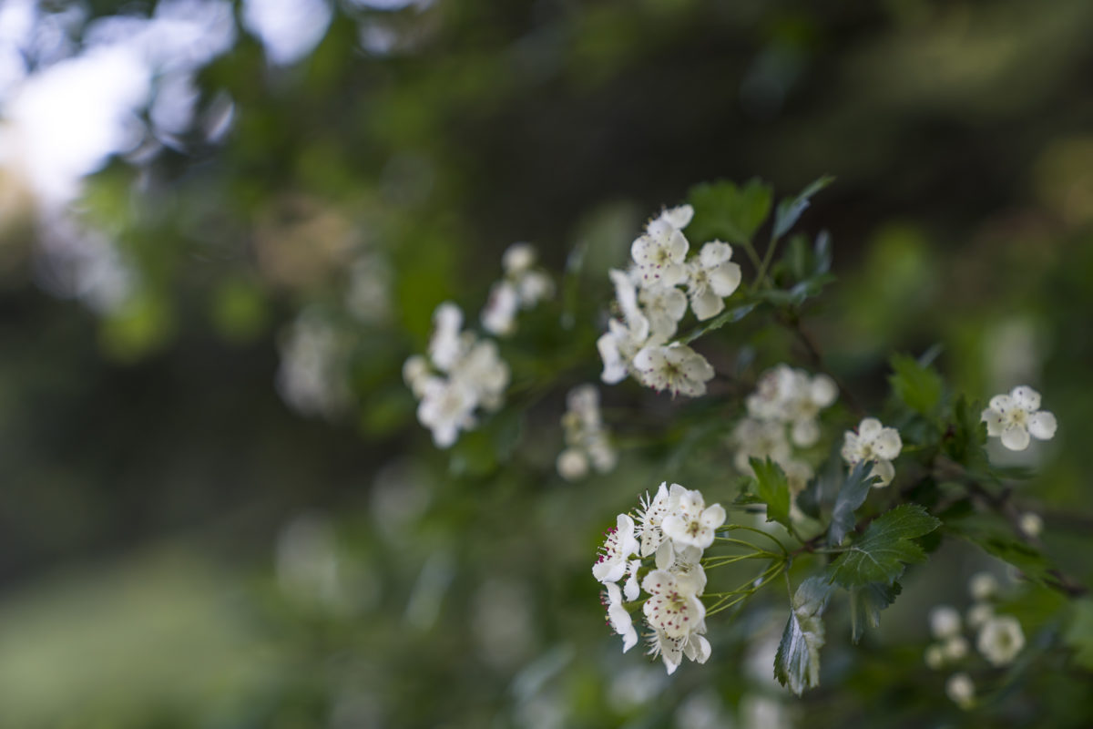 Wilde Holunderblüte