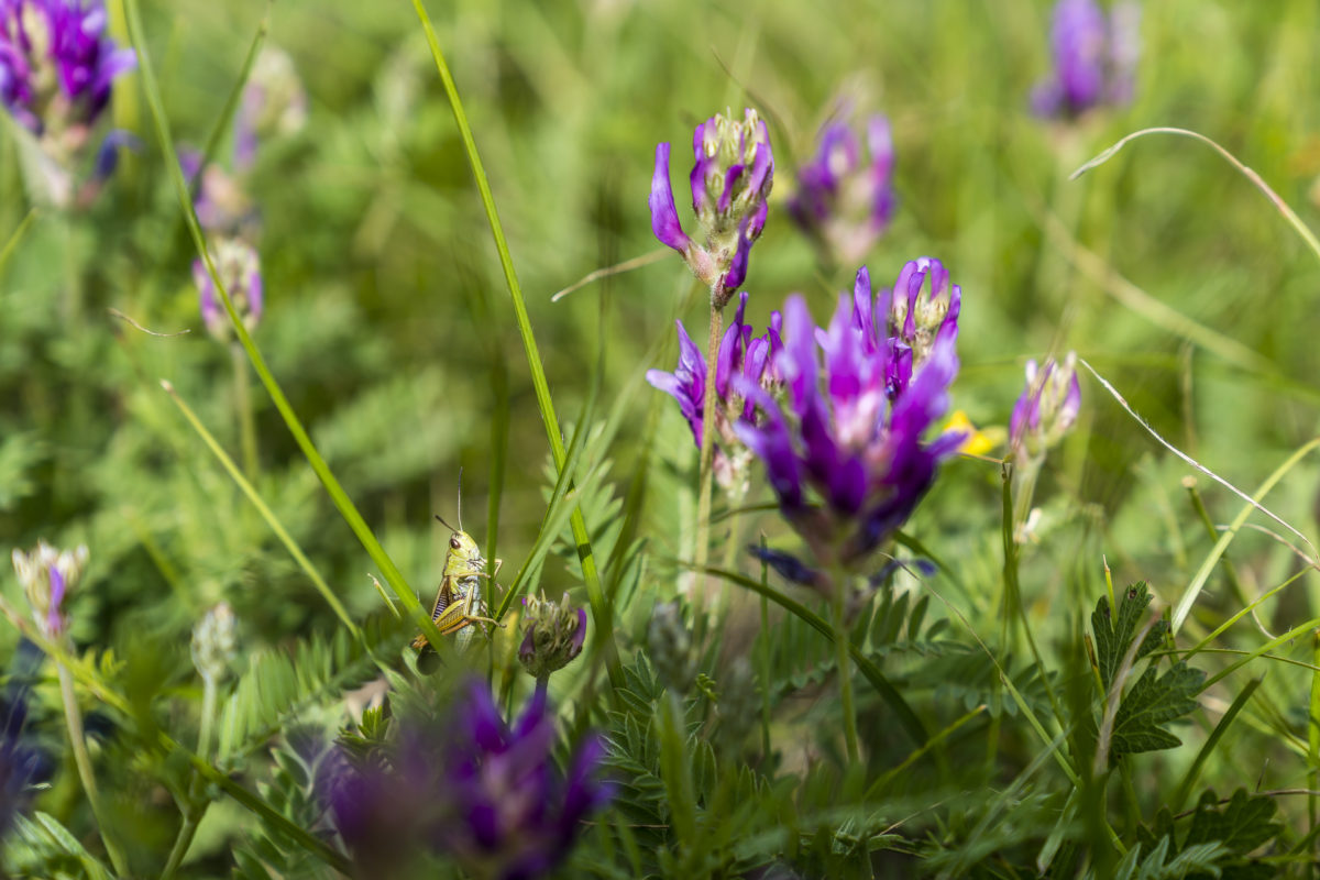 Flora und Fauna im Pfynwald