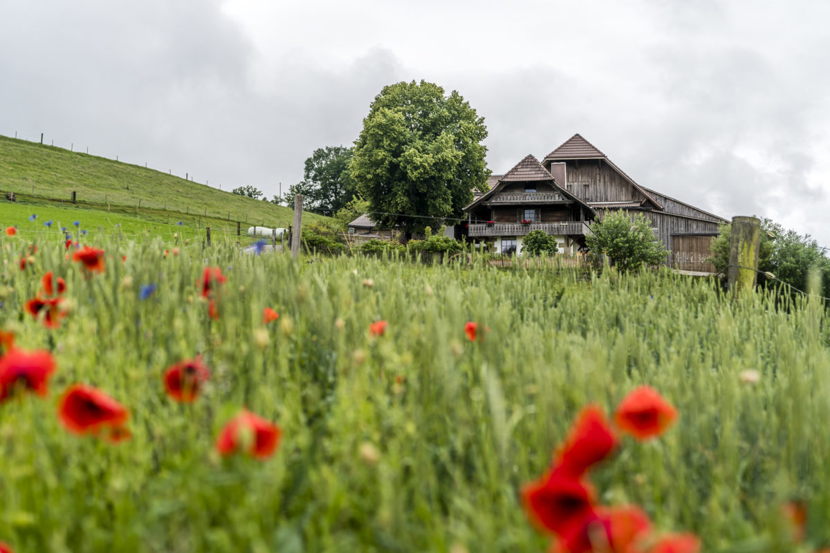 Längenberg Mohn