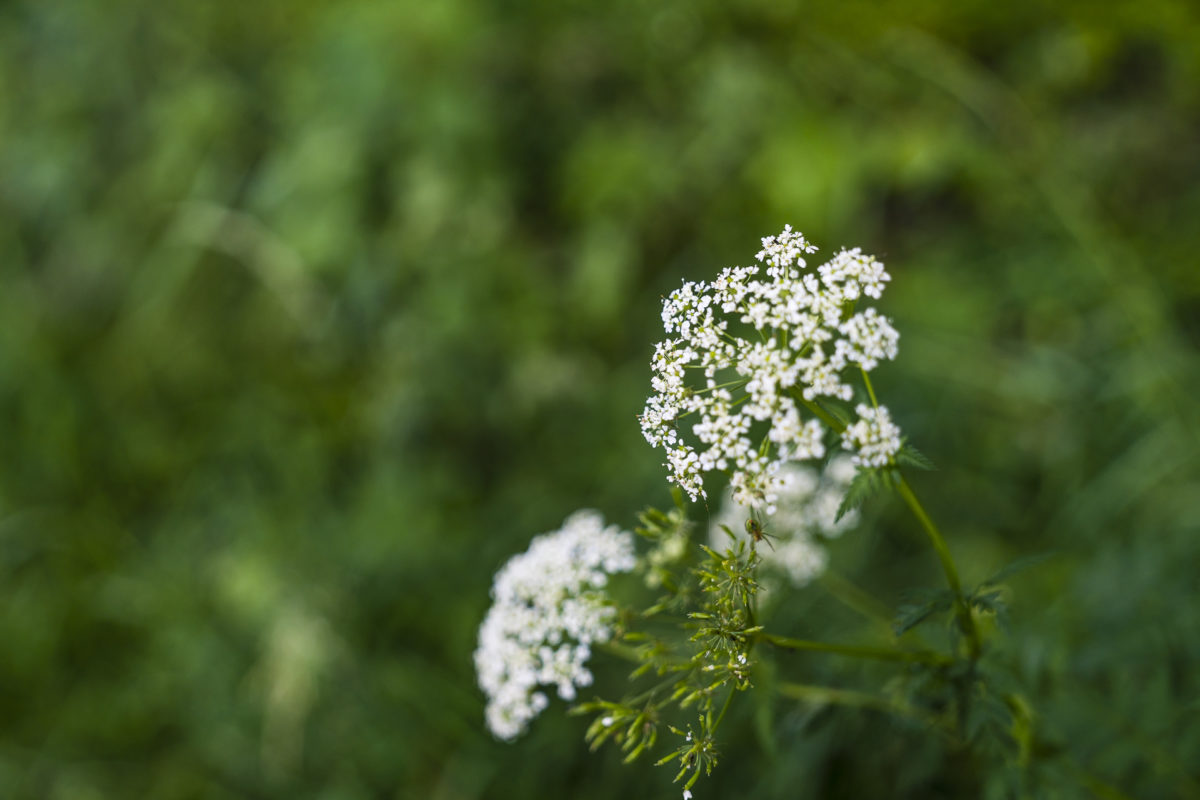 Blüten im Jura