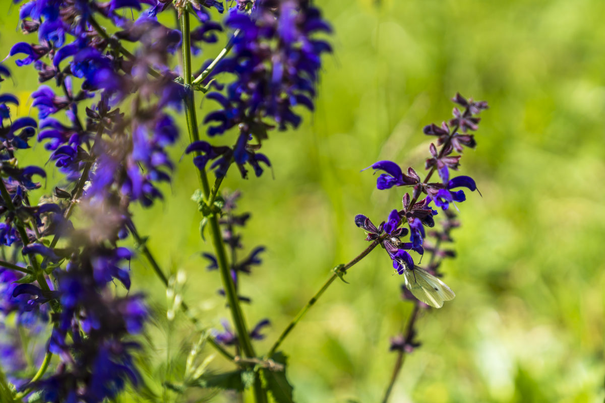 Blüten mit Schmetterling