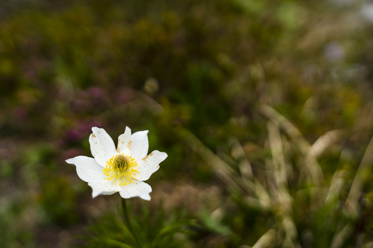 Flora Bergpflanzen Muotathal