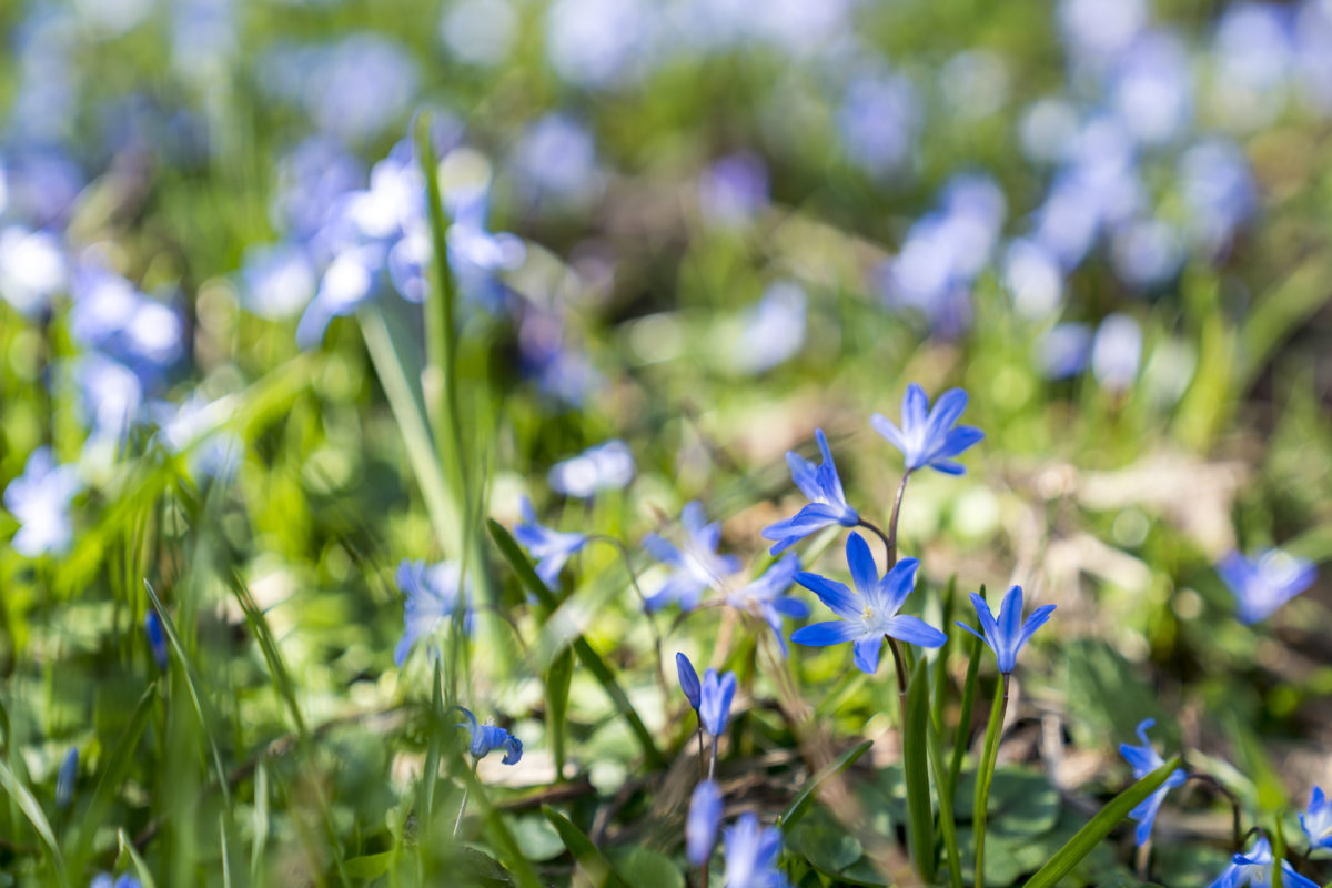 Frühling München