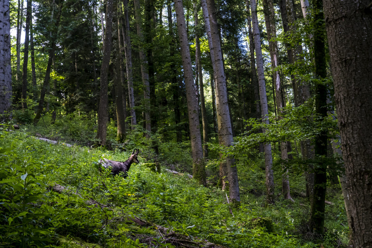 Gams im Jura