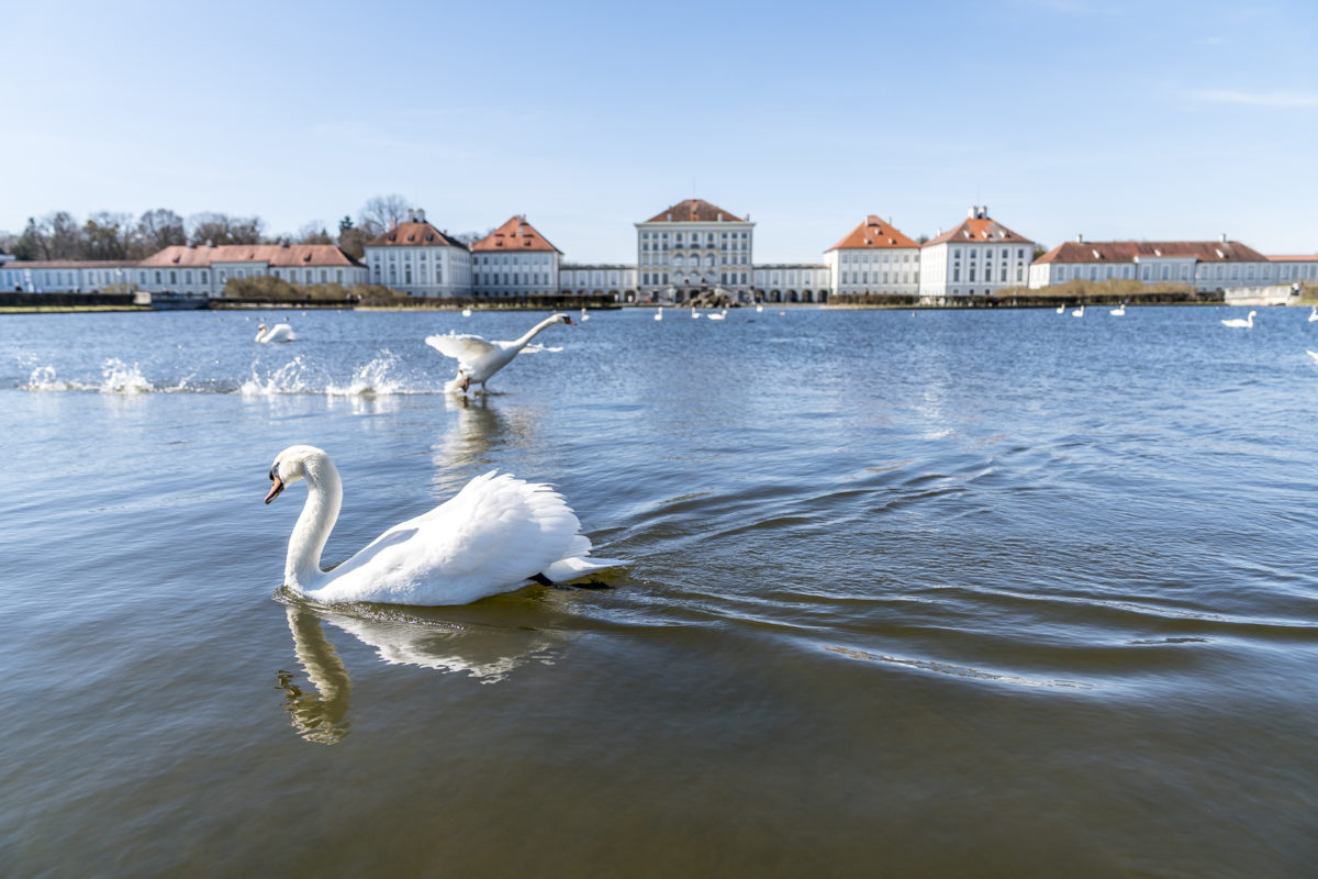 Schloss Nymphenburg Schwäne