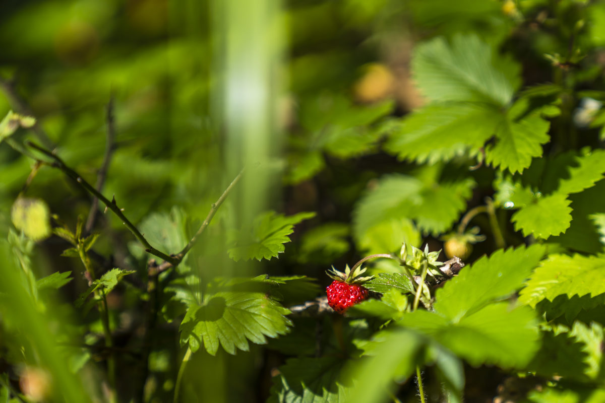 Walderbeeren