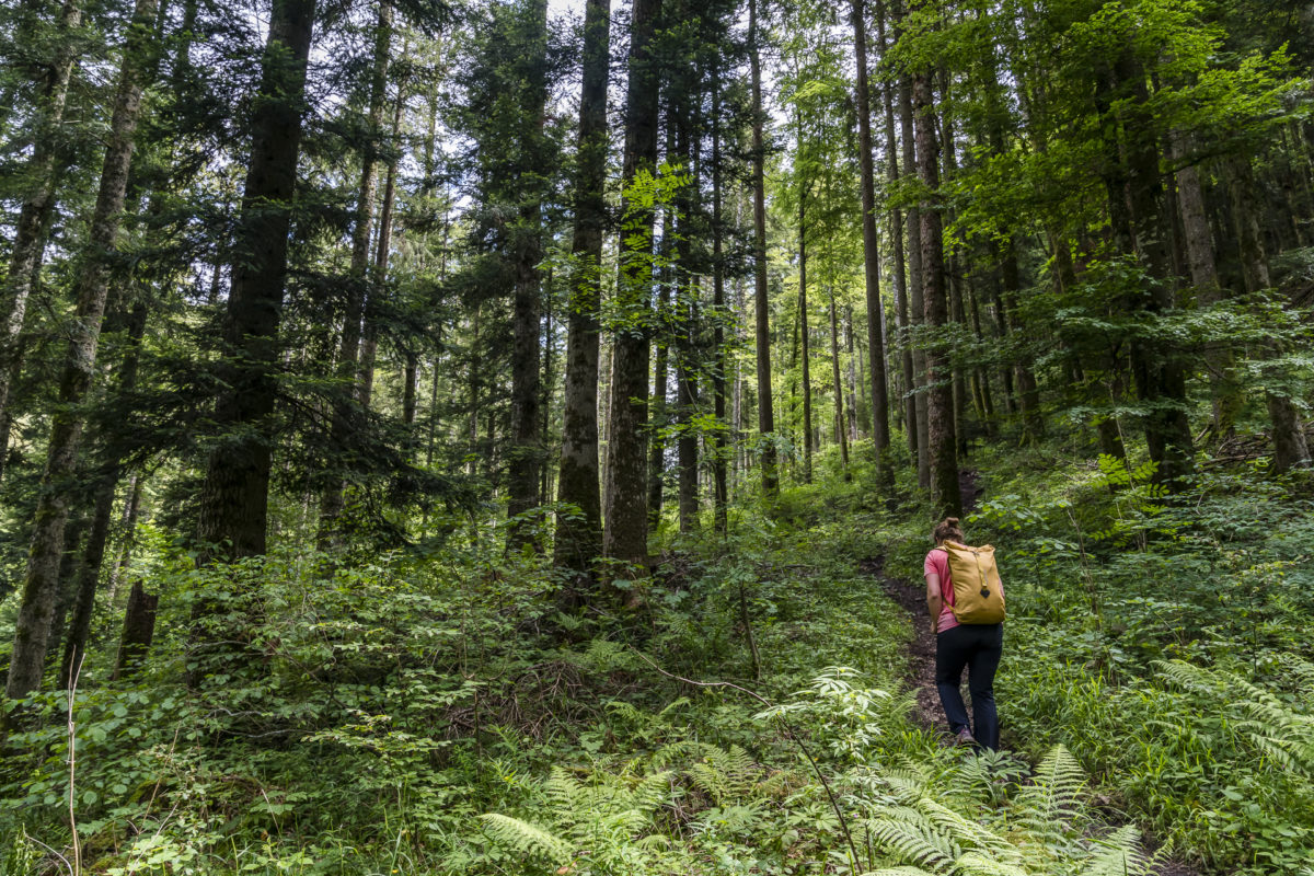 Waldweg im Jura