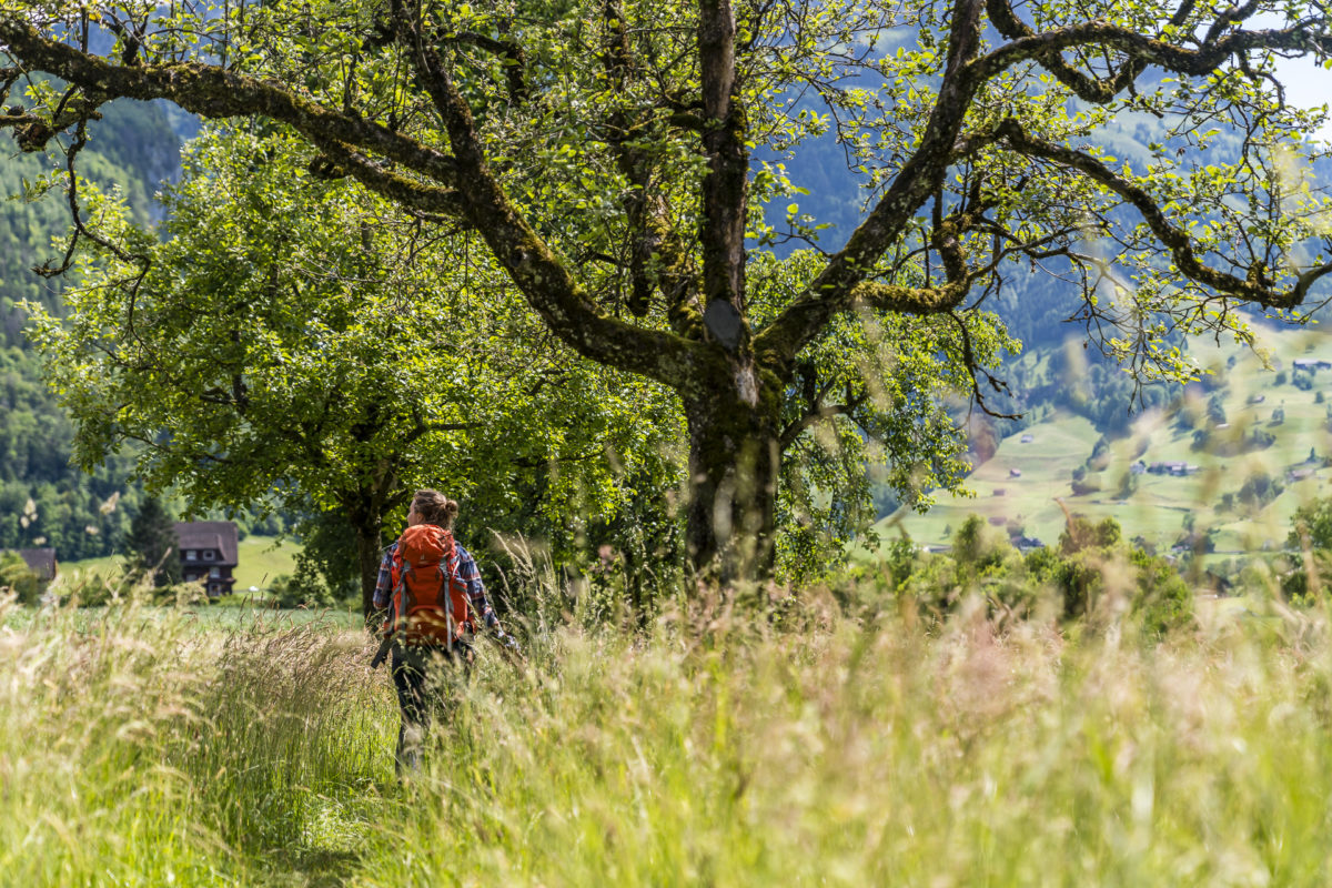 Wanderung Schwyz - Muotathal