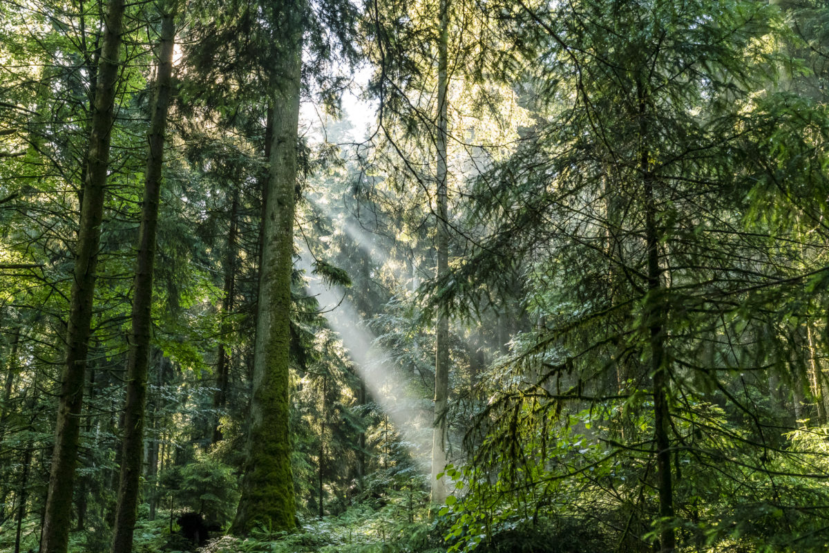 Emmental God Rays