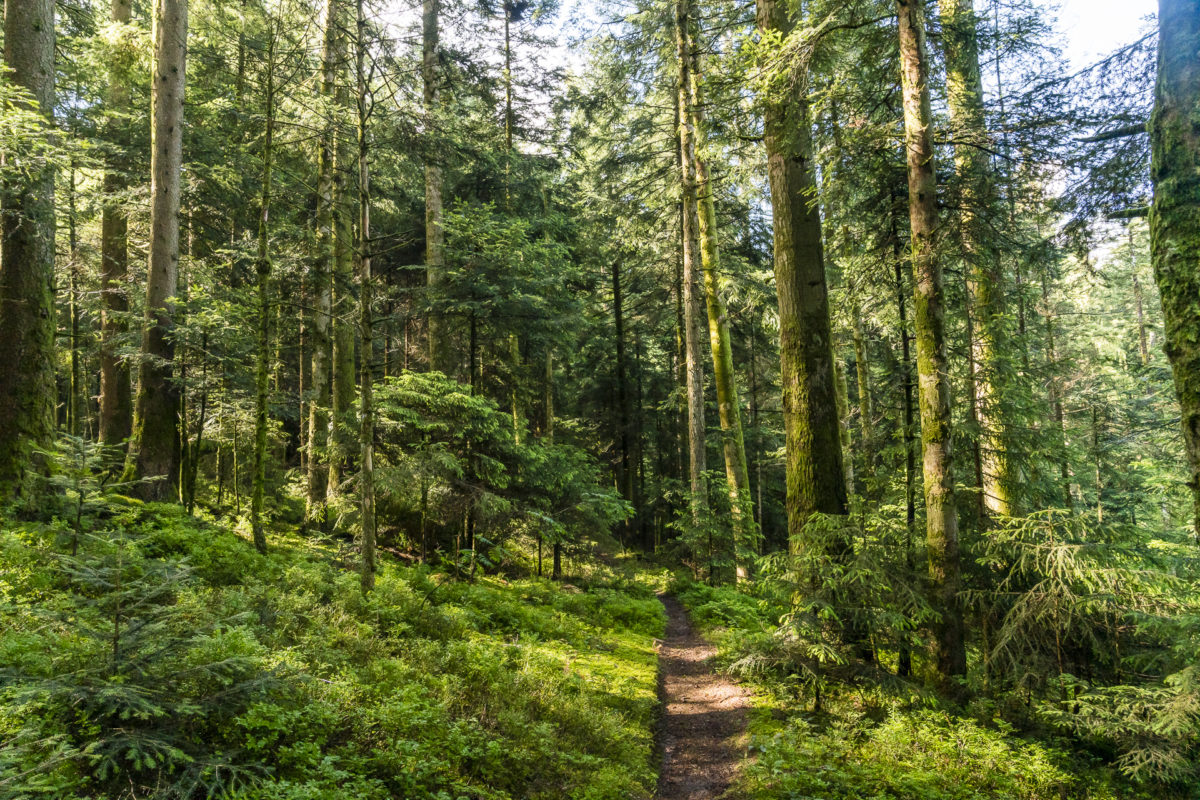 Wald Emmental