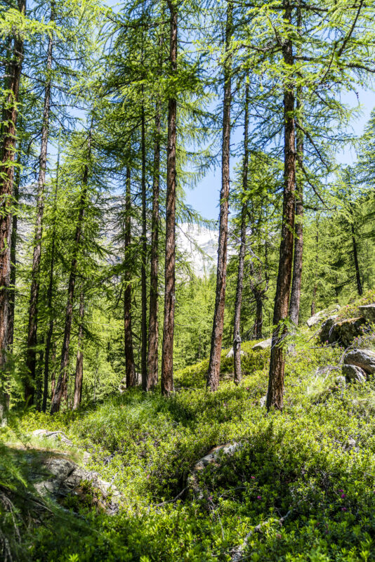 Wald im Val d'Ayas