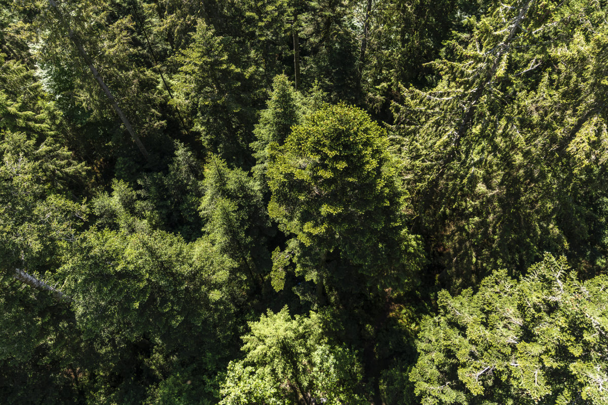 Vogelblick im Emmental