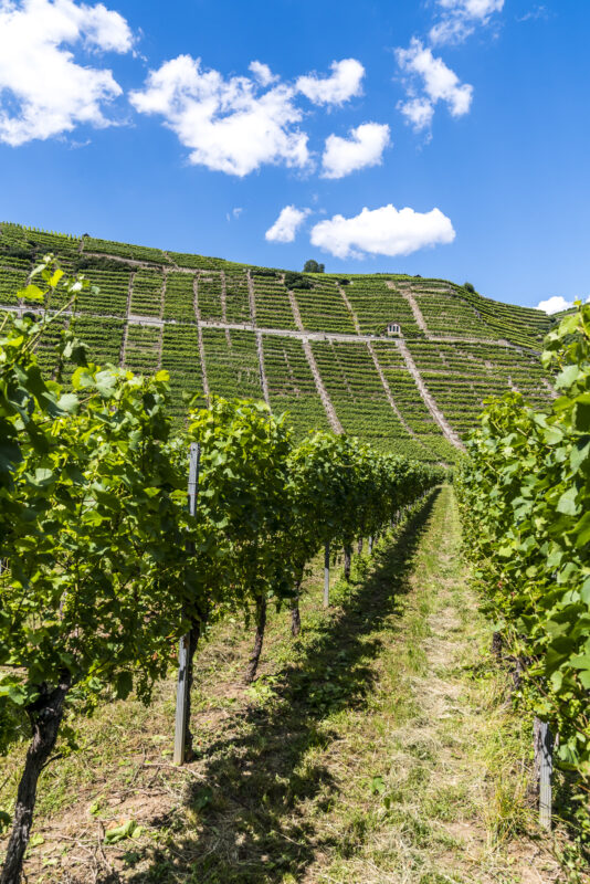 Weinberge bei Stuttgart