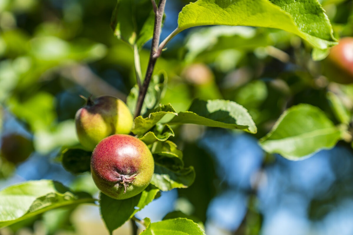 Apfel Detail