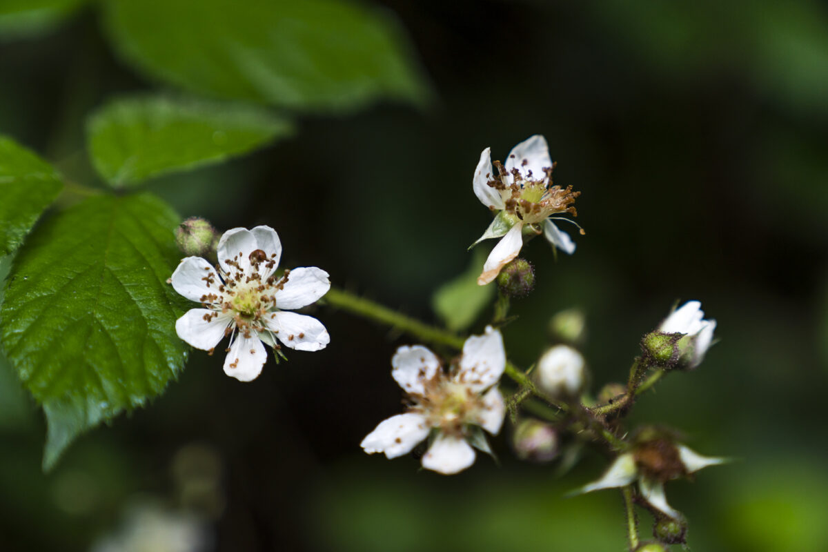 Lorzentobel Natur