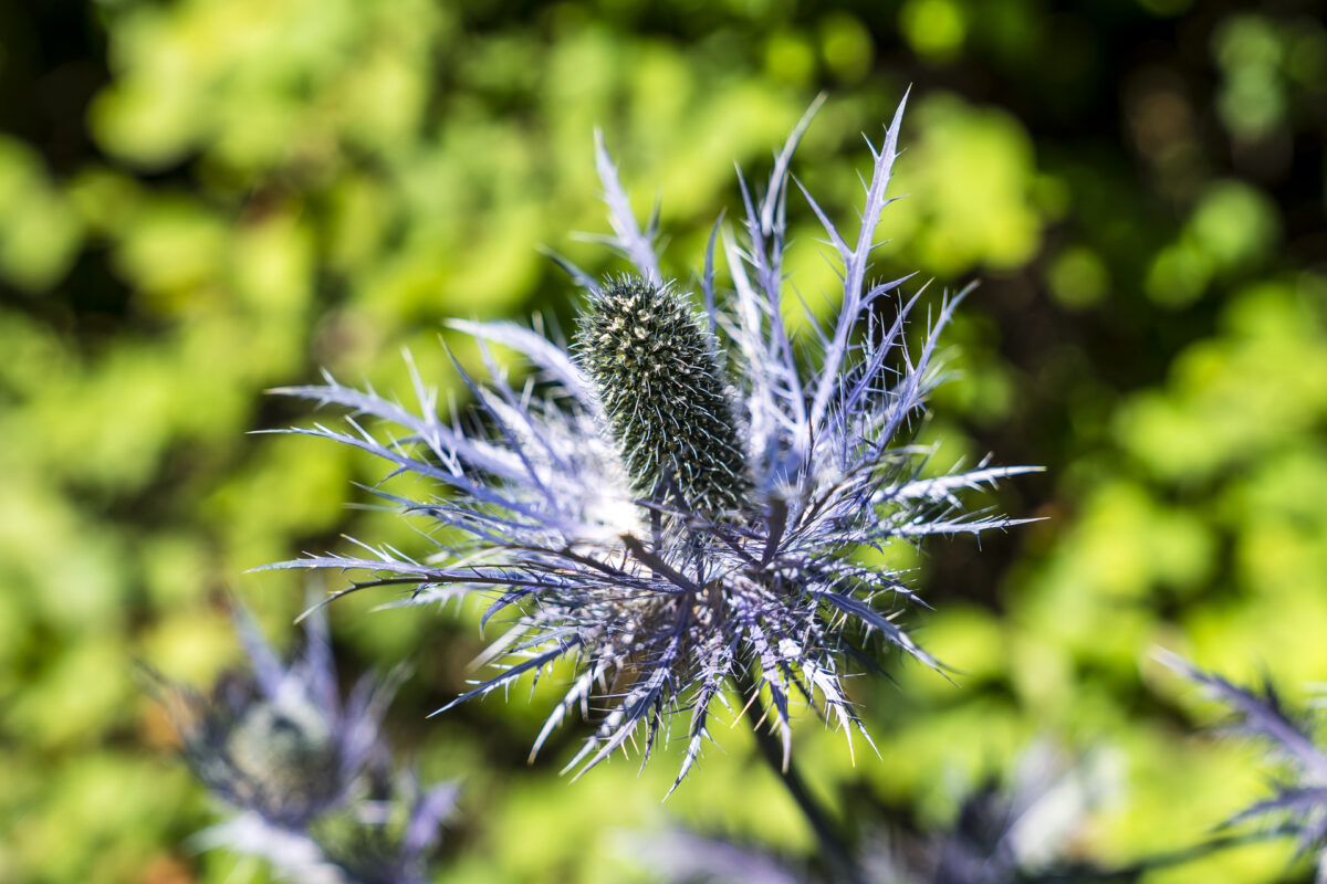 Botanischer Garten Champex-Lac