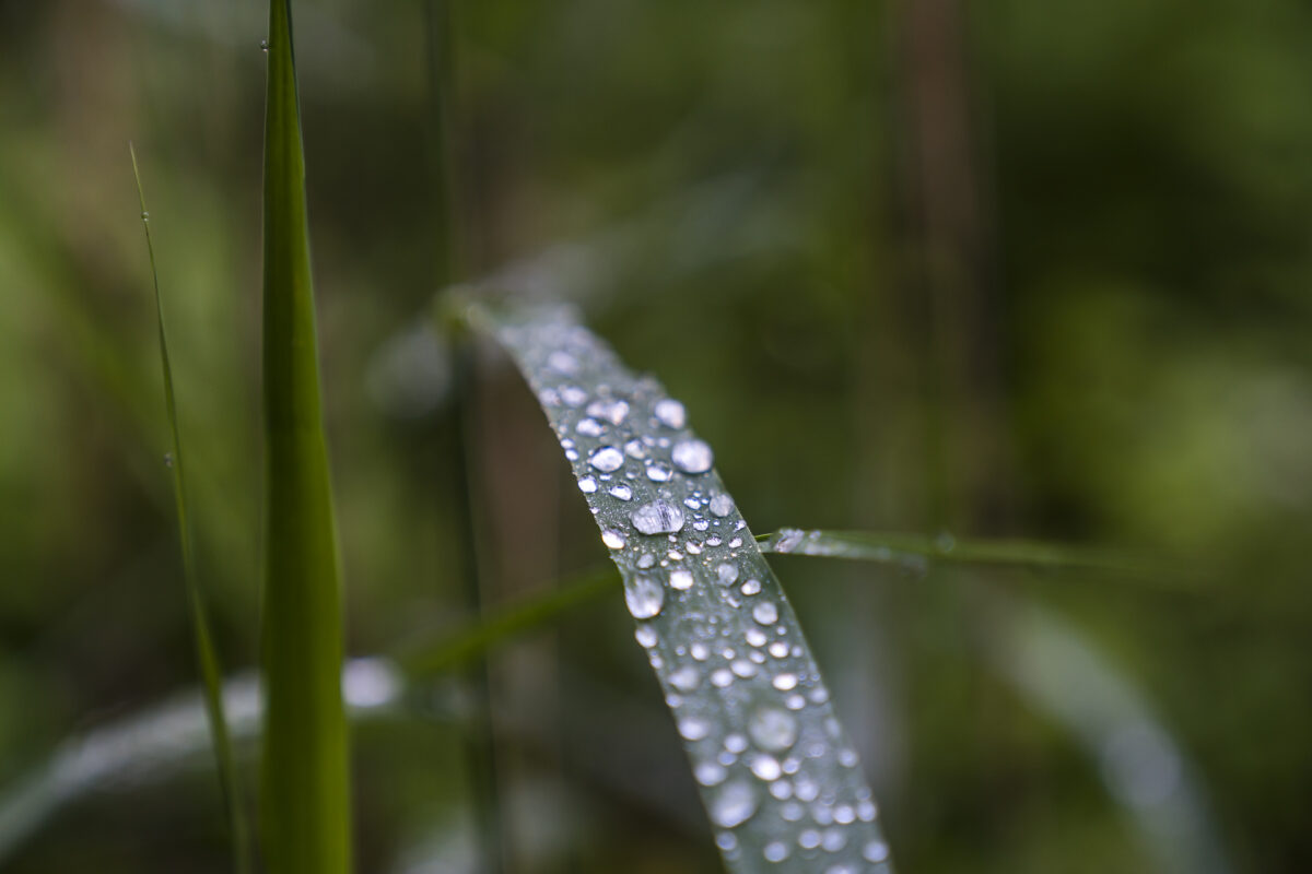 Natur Morgenfrische