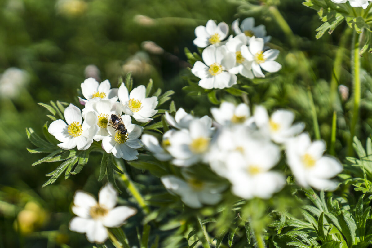 Alpenflora