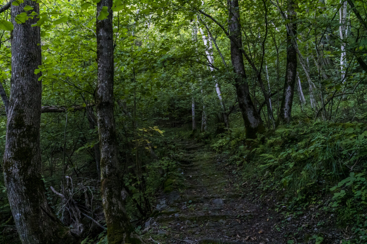 Wald im Cairasaca-Tal