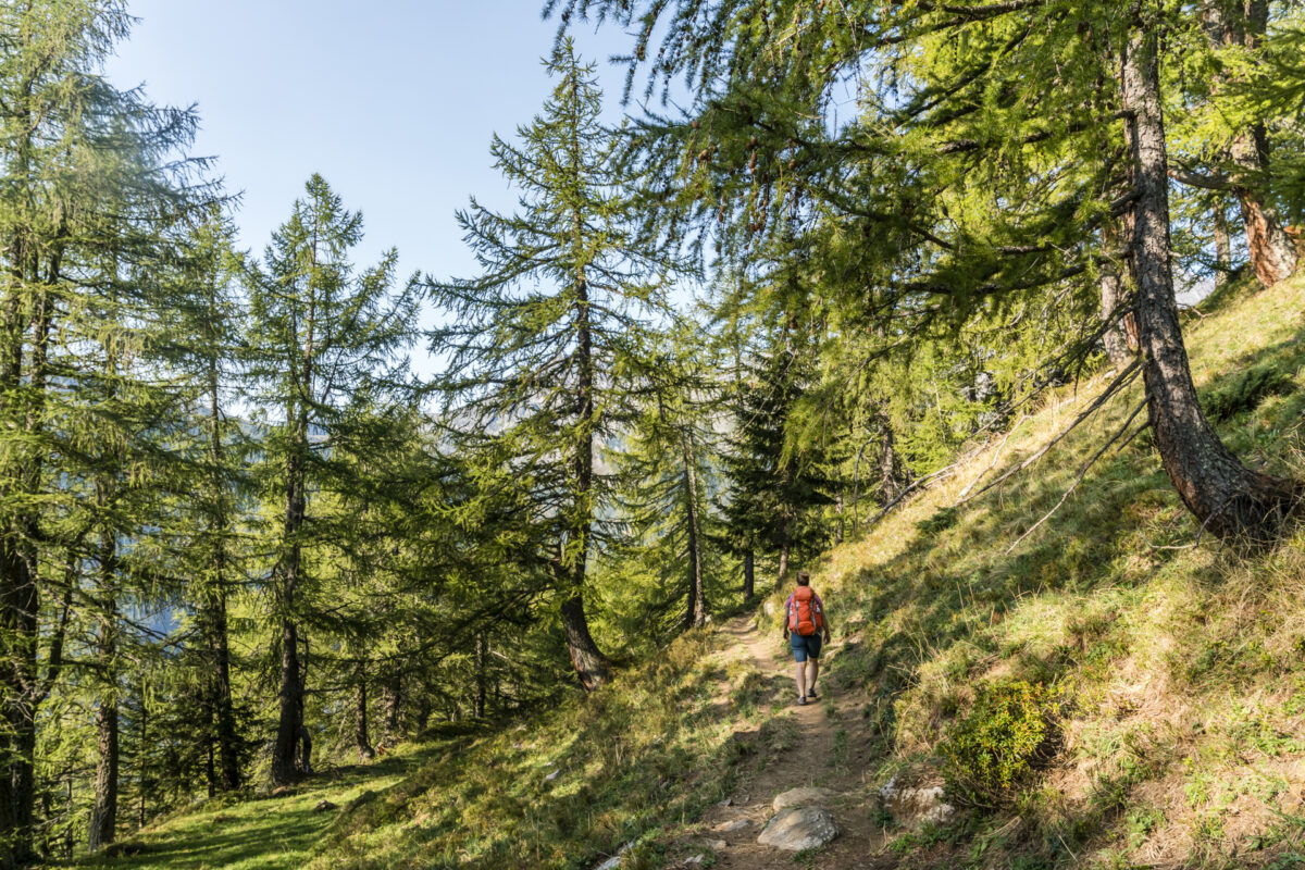 Blumenweg Alpe Ciamporino Alpe Veglia