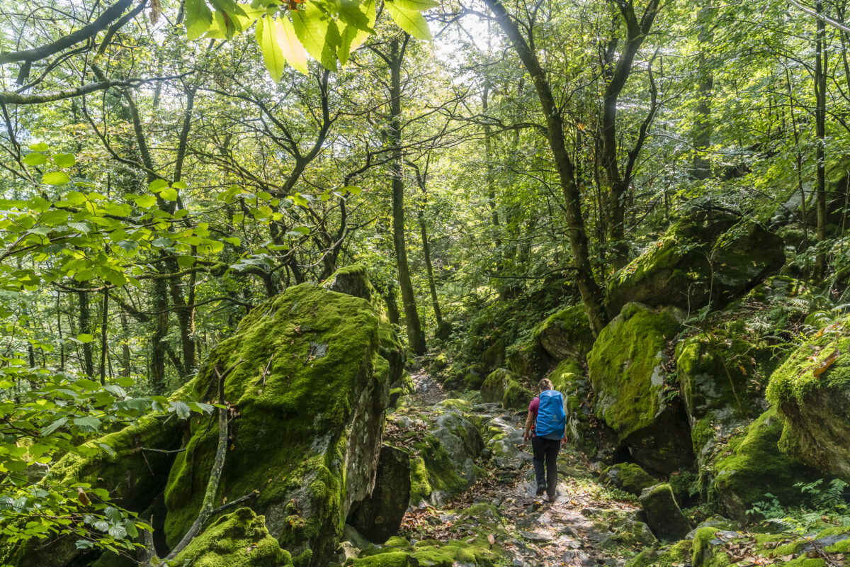 Wälder im Val Bavona