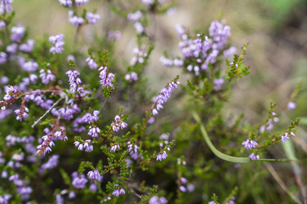 Wilder Thymian