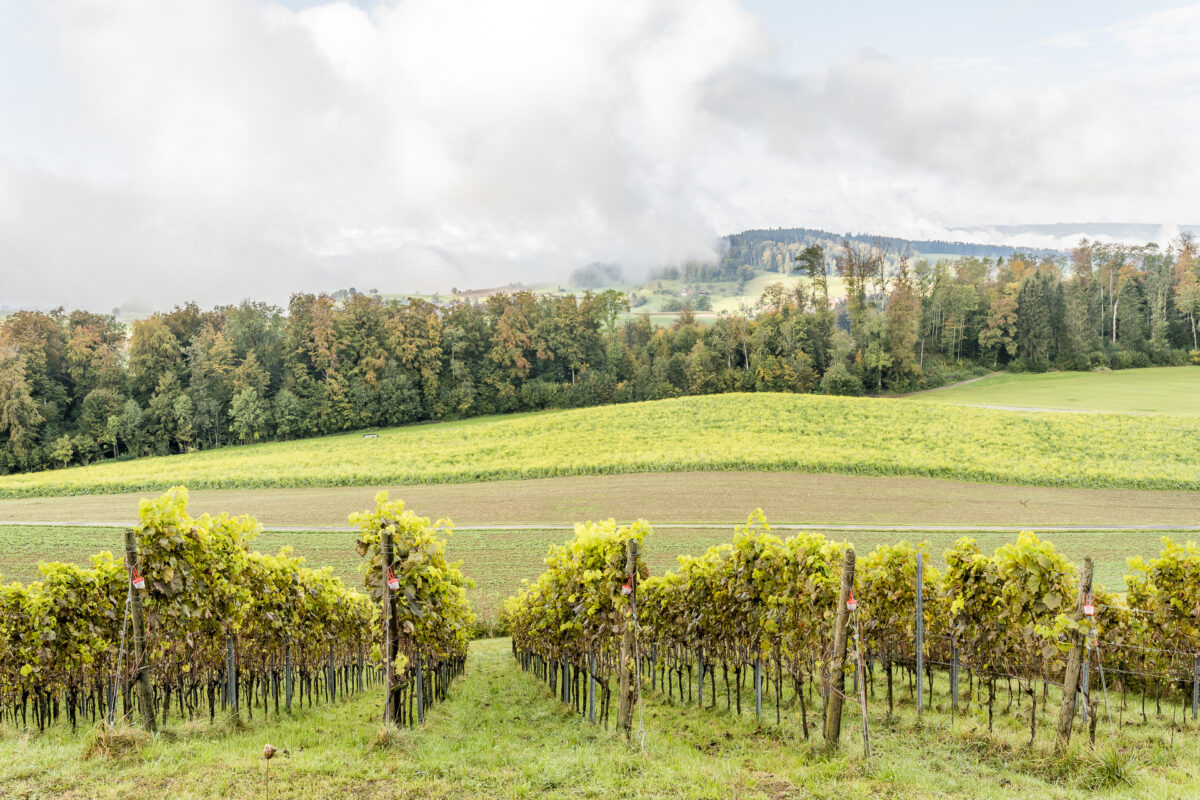 Affoltern Weinberge