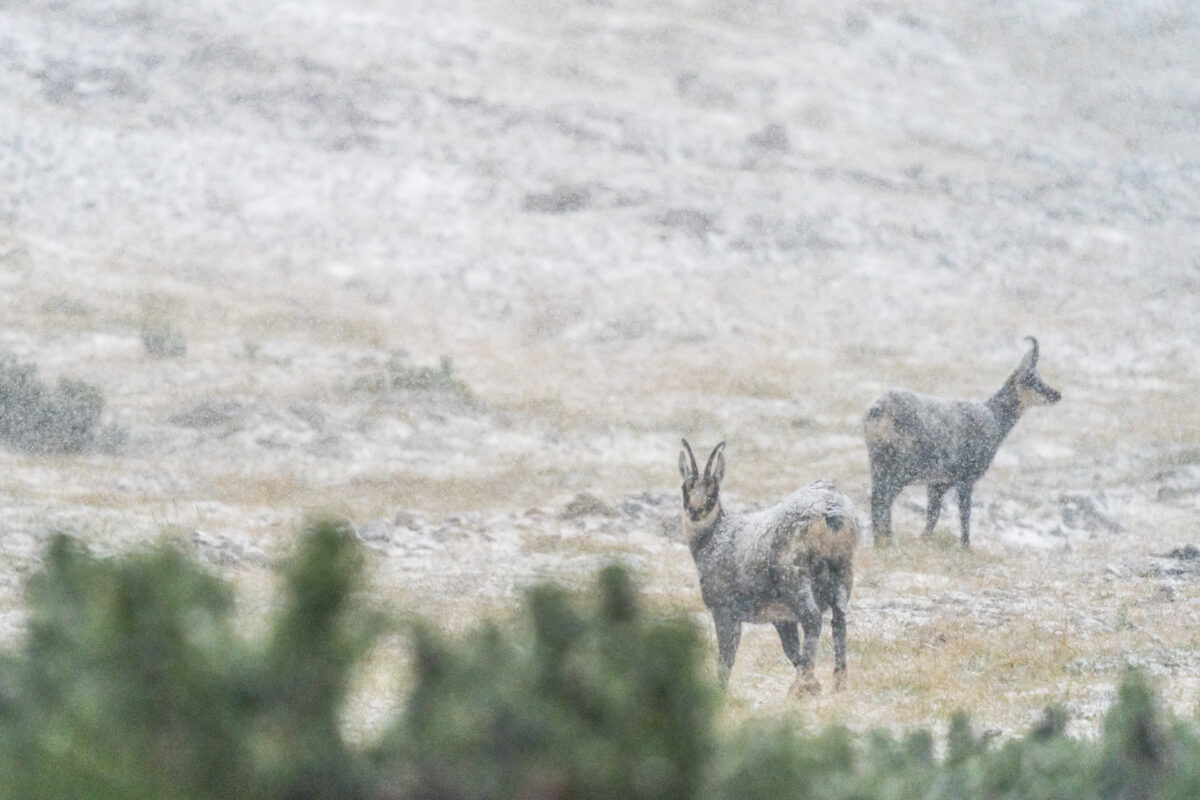 Val Minger Wildtiere