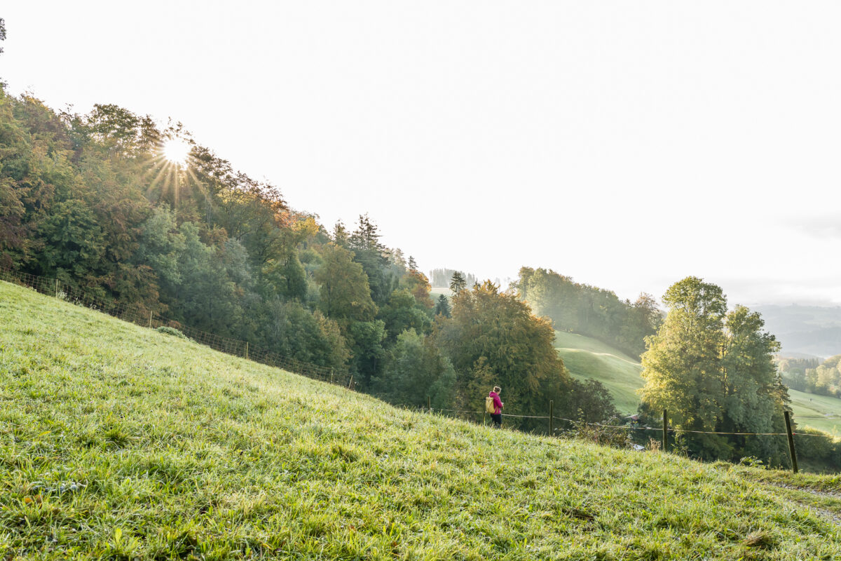 Wanderung Albishorn Sihlwald