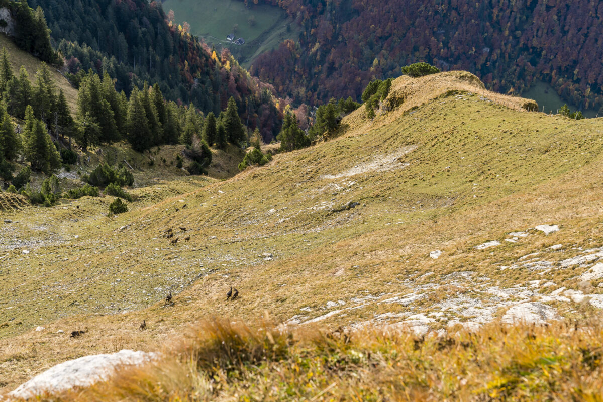 Fronalpstock Tiere