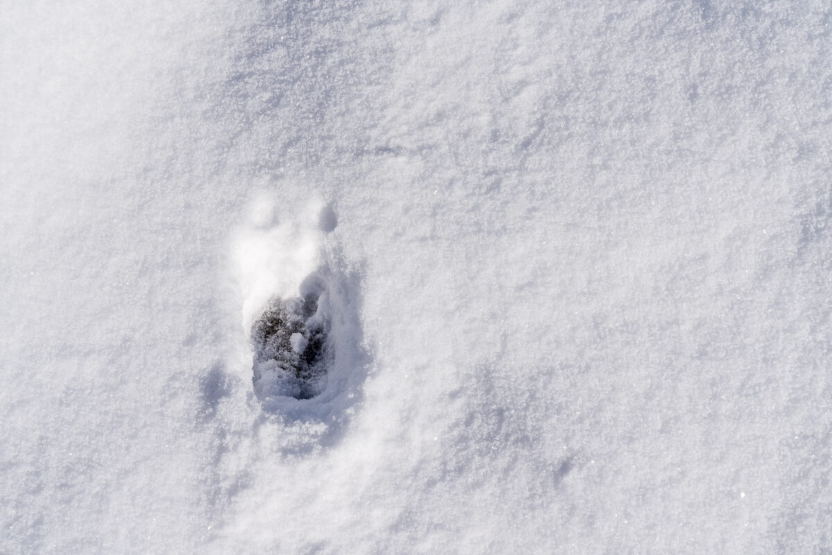 Hirschfährte im Schnee