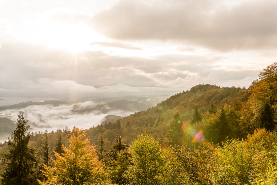 Albishorn Sihlwald Herbst